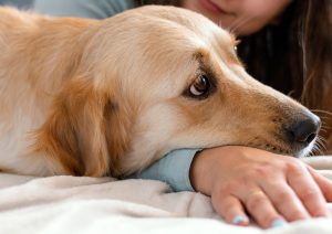 5 señales de alerta que indican que tu mascota necesita atención veterinaria