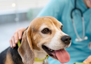 ¿Cada cuánto debo llevar a mi mascota al veterinario?
