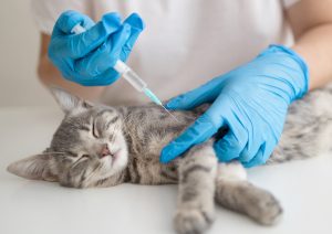 La importancia de mantener al día las vacunas de tu perro o gato